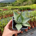 Agáve (Agave parrasana) ´GLOBE´ - výška 5 cm, ⌀10 cm, kont. P11 (-15°C)
